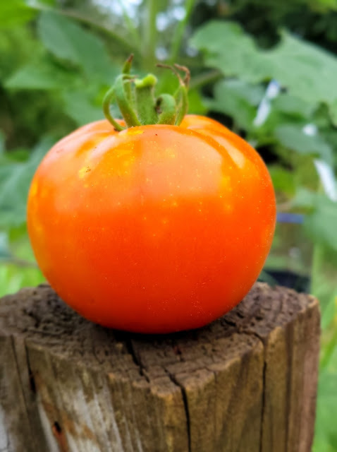 A single ripe tomato sitting on a wooden fence post.