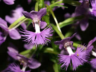 Platanthère papillon - Platanthera psycodes - Habénaire papillon - Habenaria psycodes