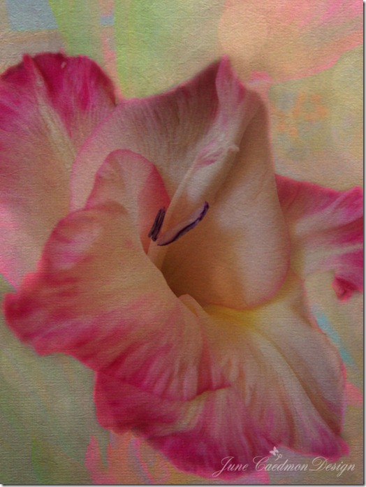 Gladiolus_multiply