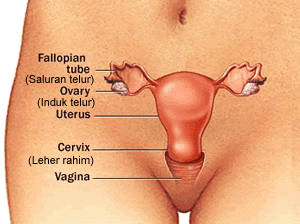  keputihan mengharumkan vagina