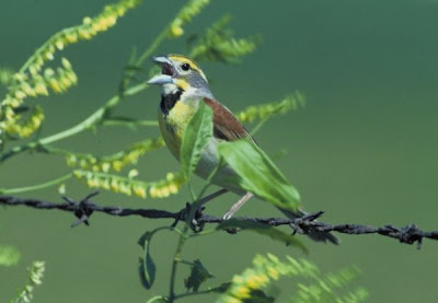 Dickcissel