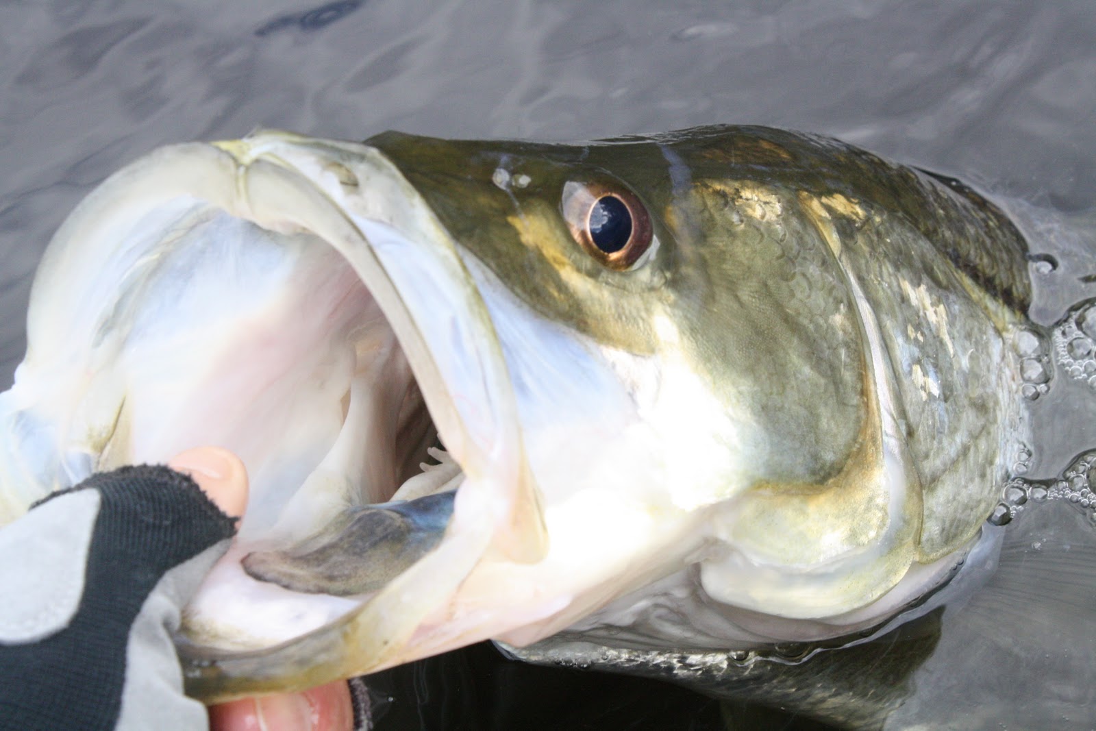Southern Kayak Kronicles: Snook, redfish and bass slamming lures in the  Myakka River