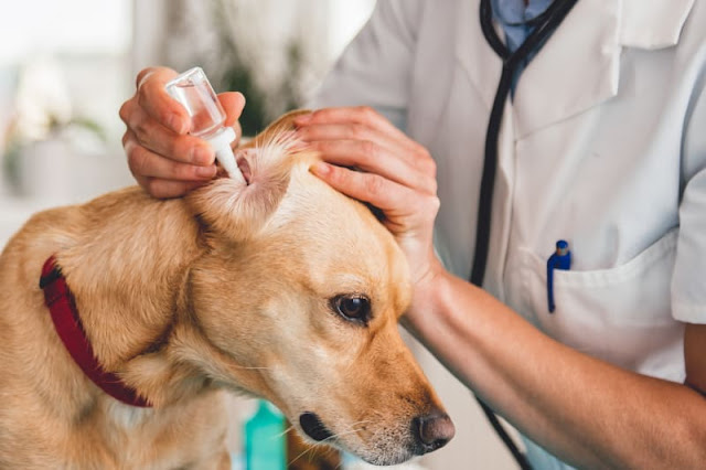 Can dogs get ear infections?