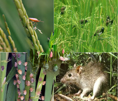 Inilah Jenis Hama Dan Penyakit Pada Flora Padi Sawah Yang Wajib Diketahui Petani