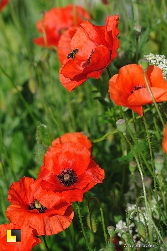 Abeille en train d'atterrir sur un coquelicot photo Pascal Blachier au-delà du cliché