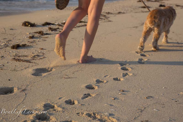 Dog Footprints in the sand, South Bimini, Bahamas