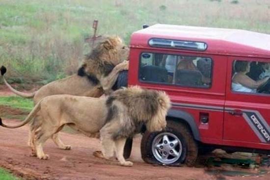 Funny Lions