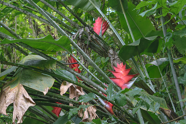 Fleurs exotiques sur la route de la Trace