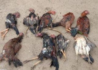 jumlah kematian ayam