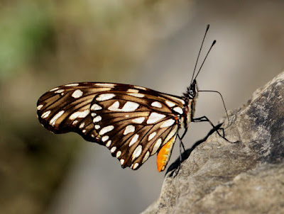 mariposa juno oscura