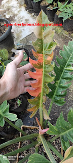 philodendron ring of fire