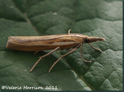Agriphila-tristella 2