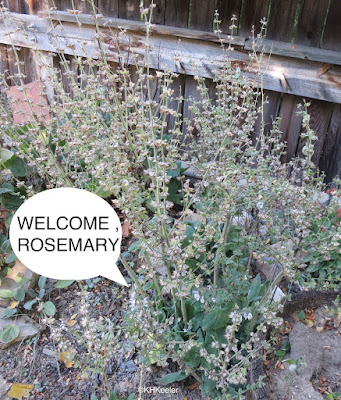 clary sage, Salvia sclarea