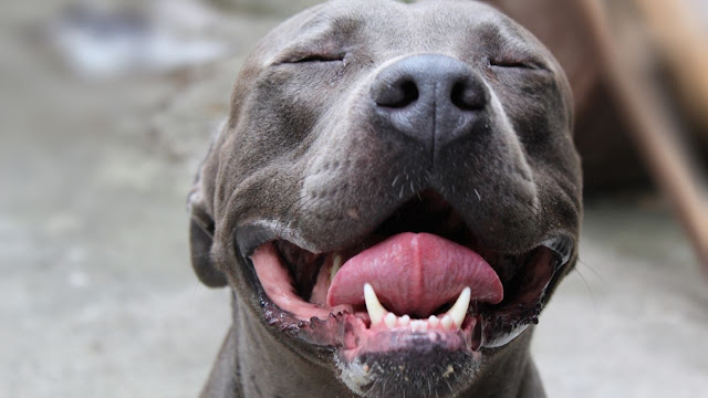 How Long Are Pit Bulls In Heat?