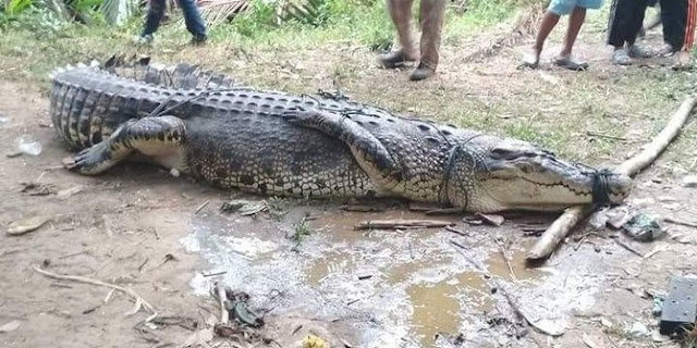 Cuci Pakaian Di Pinggir Kali, Boru Sirait Tewas Diterkam Buaya