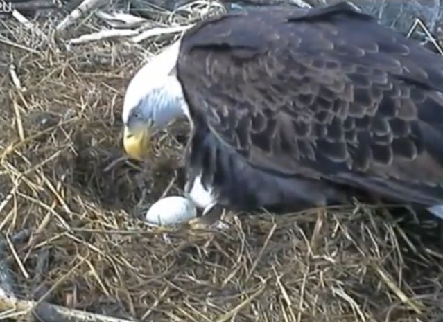 Results for Eagle Eggs Incubation.