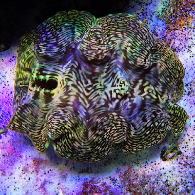 green squamoosa clam