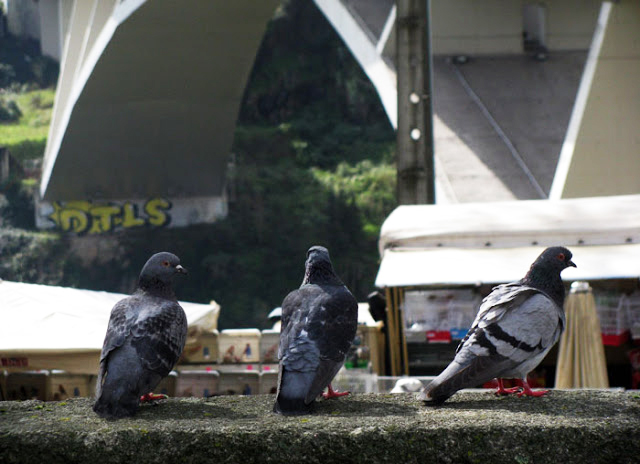 os pombos na Feira dos Passarinhos do Porto