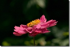 IMG_6974
