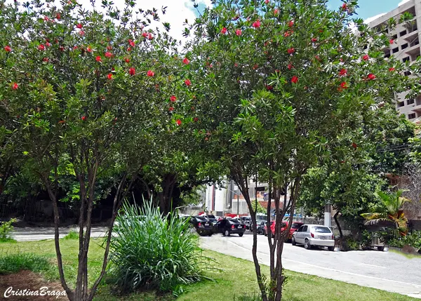 Escova-de-garrafa – Callistemon citrinus