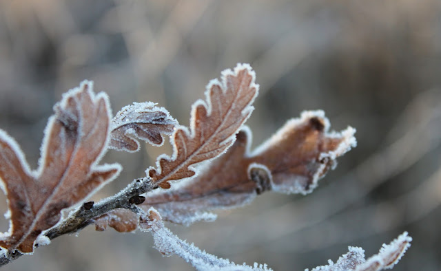 frozen oak leaves