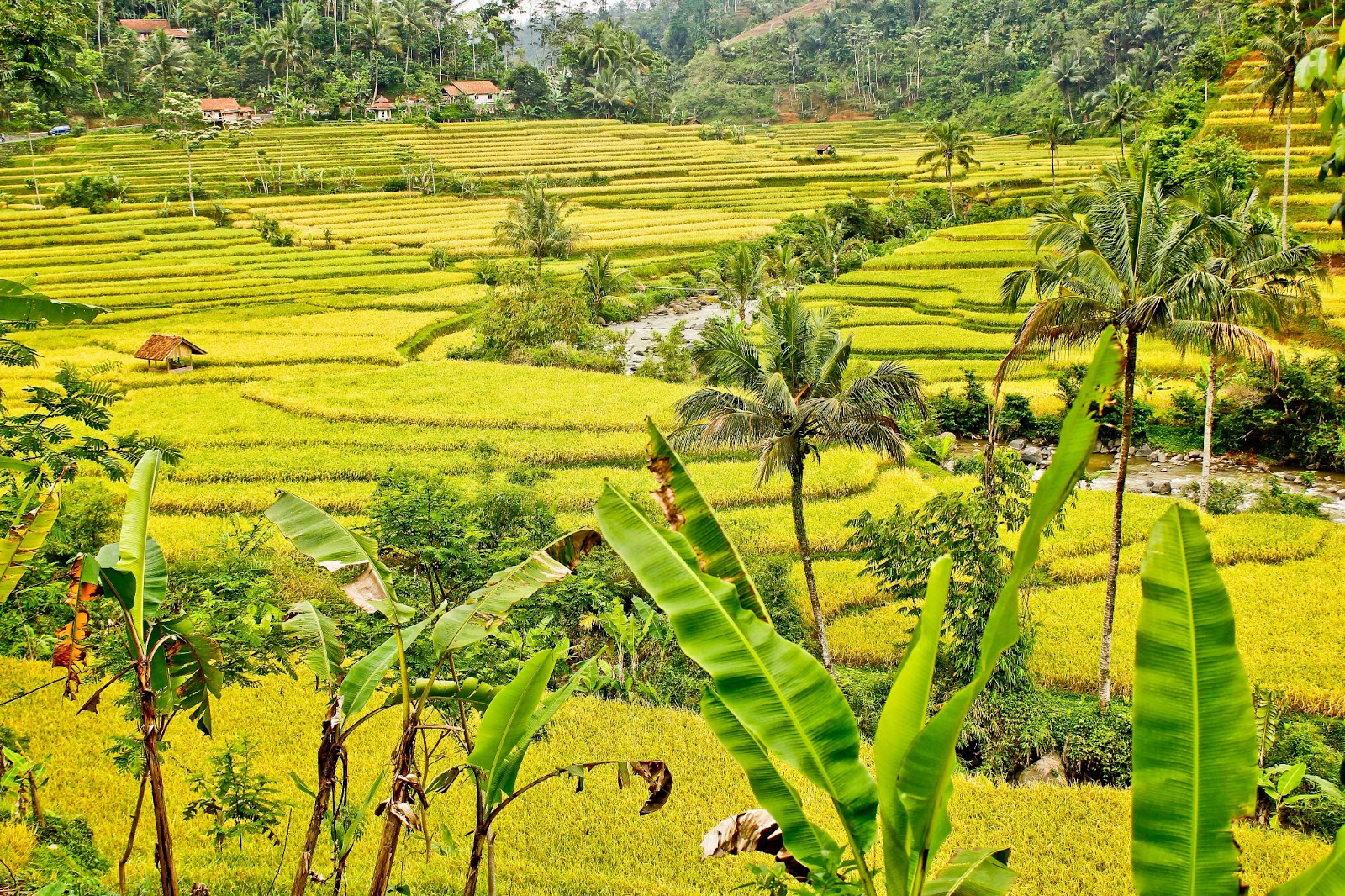 GAMBAR PEMANDANGAN SAWAH DAN PEGUNUNGAN TERINDAH Freewaremini