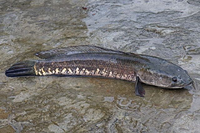 Beberapa Fakta Menarik Tentang Ikan  Gabus 