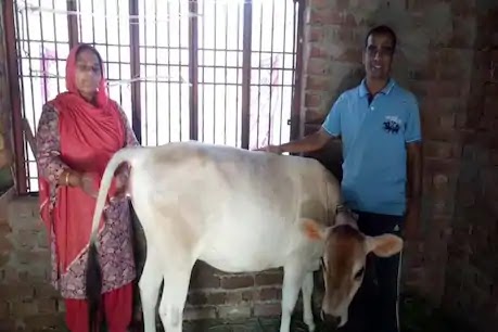  हिमाचल प्रदेश के जिला हमीरपुर के गांव कुल्हेड़ा में बिना गर्भधारण किए गाय दे रही दूध 13 माह की बछड़ी