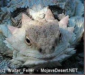 Amazing Pictures of Animals, photo, Nature, exotic, funny, incredibel Zoo, Horned lizard, Phrynosoma, Reptilia, Alex (26)