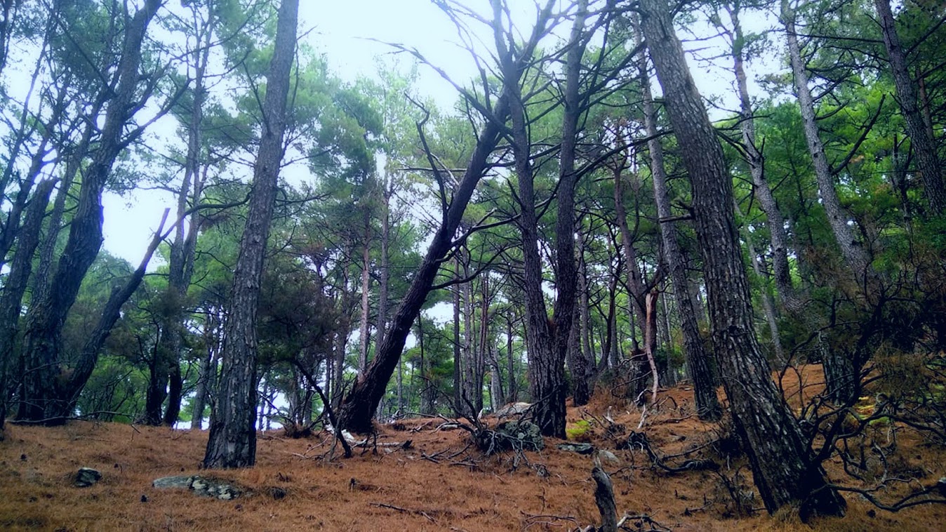 Deep inside the forest on the side of the canyon
