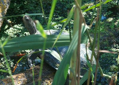 Caspian Turtle (Mauremys caspica)