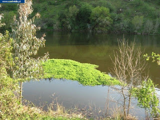 DAM, FISH / Ribeira de Nisa (Racheiro), Zonas de Pesca, Castelo de Vide, Portugal