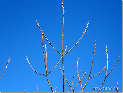 Pussy Willows