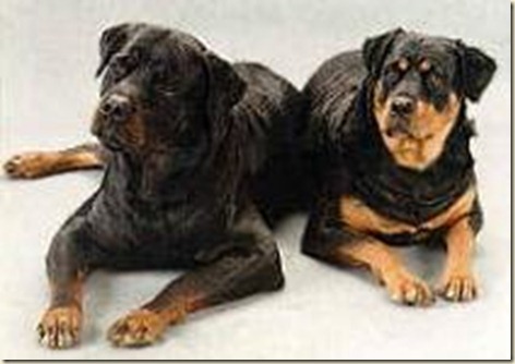fotos-rottweiler