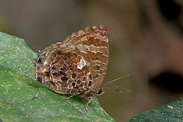 Flos abseus the Aberrant Oakblue butterfly