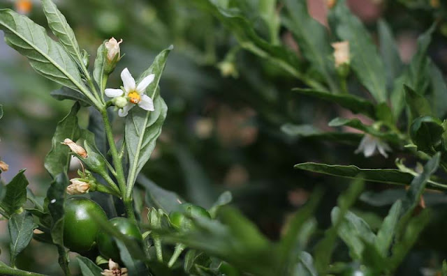 Solanum Pseudocapsicum