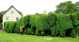 Pagar Tanaman Berbentuk Gajah / hedge