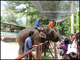 kuala lumpur elephant orphanage