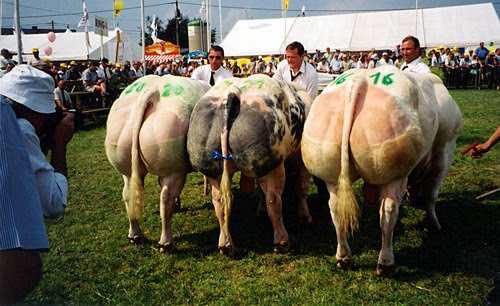 Bakra Eid 2013,Camel Qurbani,Eid Al Adha Mubarak,Cow 