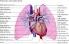 The Pulmonary Veins: Pathways of Oxygenated Blood 