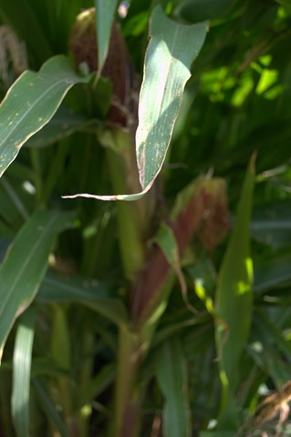 Corn Ears Aug 8