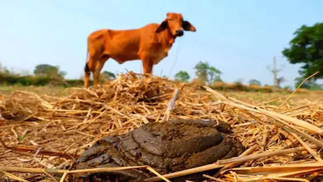 దేశవాళీ గోమయముతో ఆరోగ్యమును, ఆర్ధిక స్థిరత్వమును - Desavu Govu (Cow) Dung and its Healthy, Wealthy Benefits