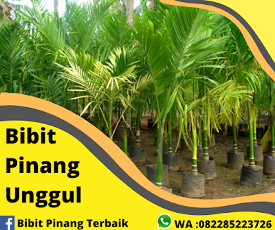 Jual Bibit Pinang Di Lampung