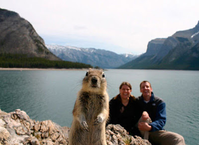 Animal Photobombers Seen On www.coolpicturegallery.us