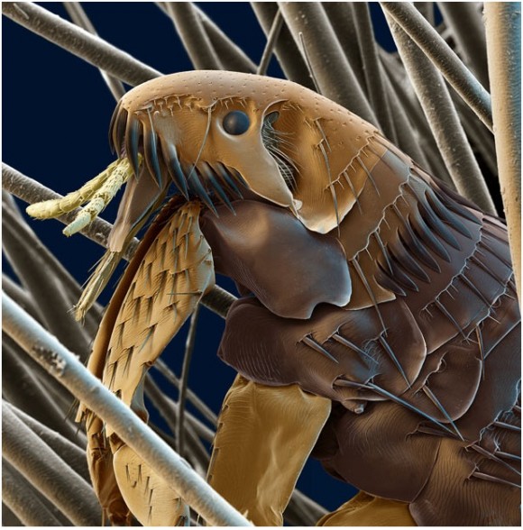 grey حياة حشرة تحت الميكروسكوب   تفاصيل للحشرات لم تكن تعرفها قبل ذلك