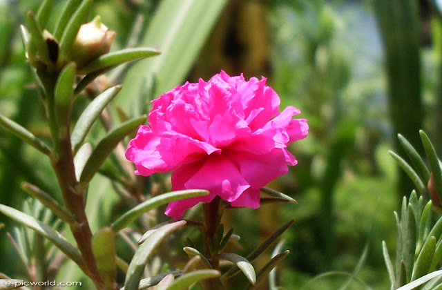 japanese rose flower wallpaper