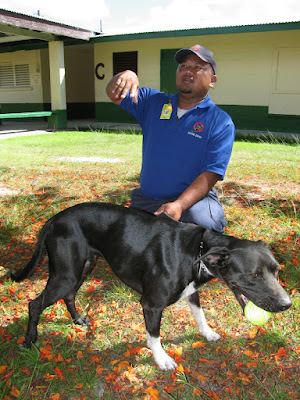 Brown Tree Snake Dog