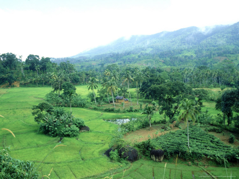 Scenic - In Sri Lanka