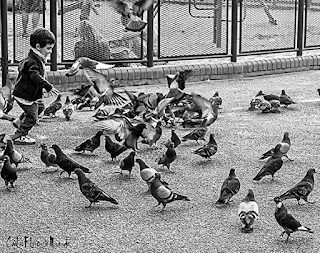 niño corriendo palomas en la plaza