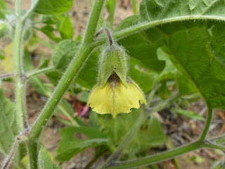 Coqueret hétérophylle - Physalis heterophylla - Cerise de Terre